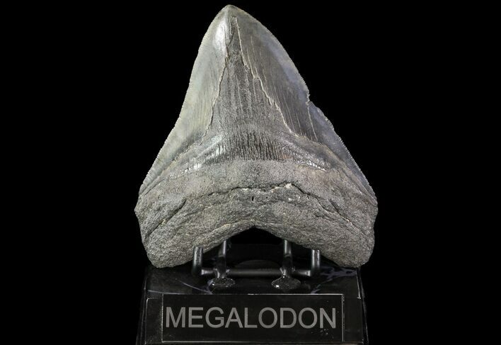 Bargain, Serrated, Megalodon Tooth - Georgia #72479